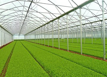 China Greenhouse Fiber Sheet